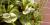 Peperomia obtusifolia