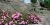 Phlox subulata cv.