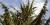 Picea abies.
