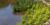 Des plantes aquatiques sur l’une des berges de l’étang de la Maison de l’arbre Frédérick-Back