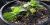Yacón ou poire de terre (Smallanthus sonchifolius)