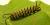 5th instar caterpillar