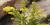 Solidago sempervirens