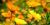 Pot marigold
