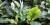 Spathiphyllum sp.