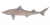 Squallus acanthias