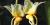 Stanhopea saccata