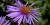 Symphyotrichum novae-angliae