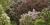 Collection of lilacs