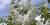 Syringa vulgaris 'Flora'