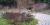 Pruning perennials
