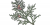 Thuja occidentalis