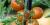 Une grappe de tomates