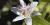 Tricyrtis