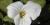 Trillium grandiflorum
