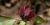 Trillium recurvatum