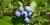 Vaccinium angustifolium