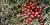 Vaccinium macrocarpon
