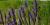 Verbena hastata