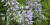 Wisteria frutescens