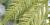 Woodwardia orientalis