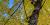 Yellow birch in automn