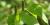 Yellow birch leaves and catkins