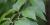 Yellow birch leaves