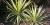 Yucca filifera 'Golden Sword'