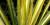Yucca filifera 'Golden Sword'