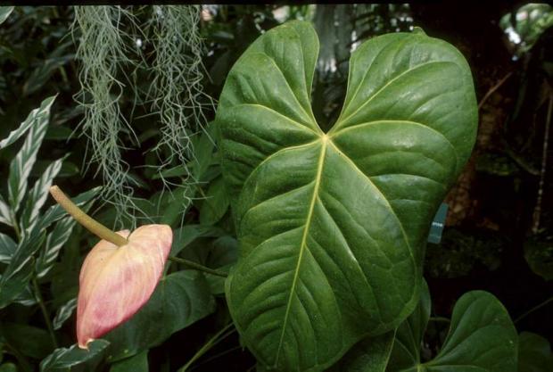 Anthurium X ferrierense