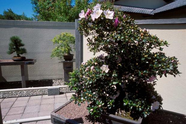Bonsai collection of the Japanese Garden