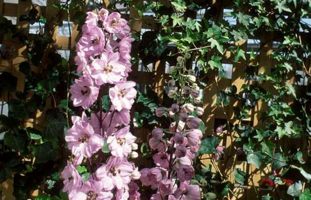 Delphinium elatum