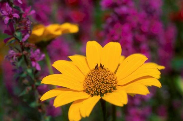Heliopsis helianthoides