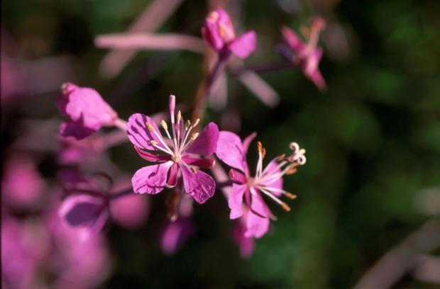 Fireweed