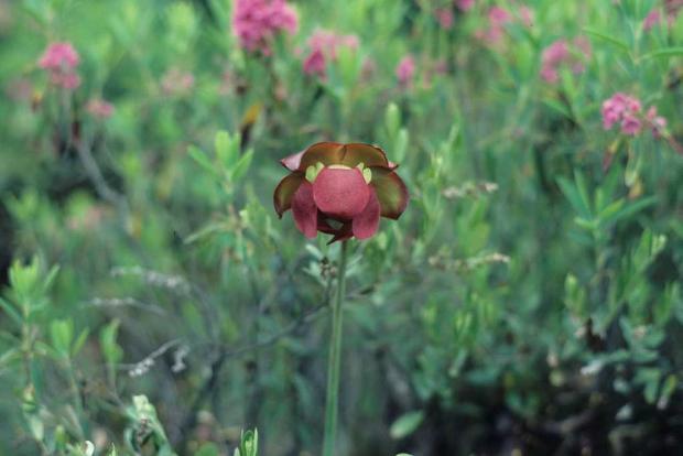 Sarracenia purpurea