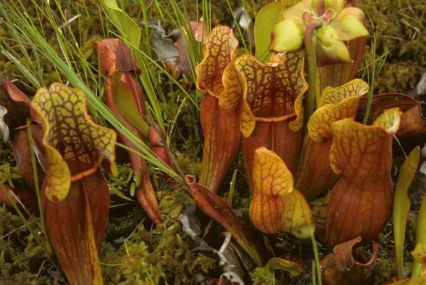 Sarracenia purpurea