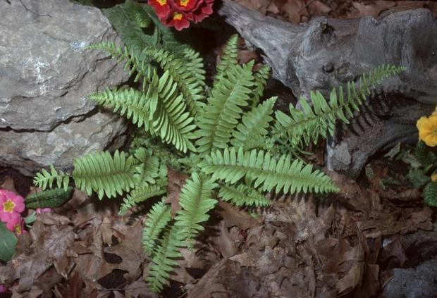 Polystichum acrostichoides