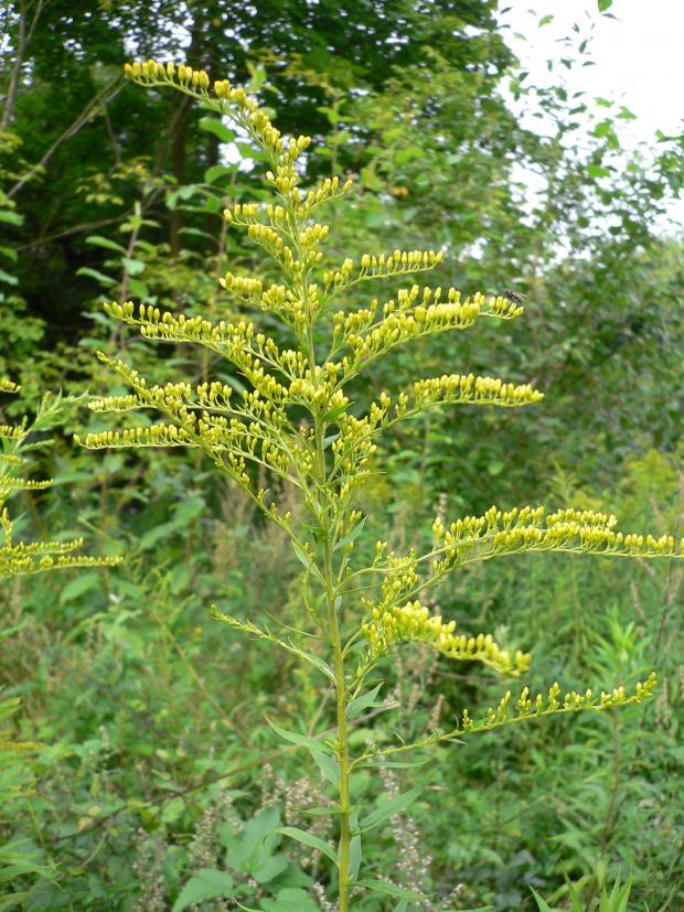 3 - Canada goldenrod