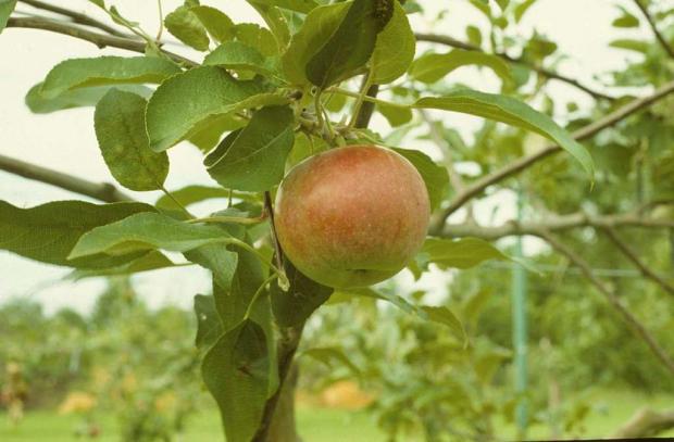 Malus 'Cortland'
