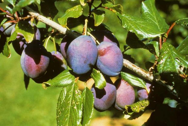 Prunus 'Blue Bell'