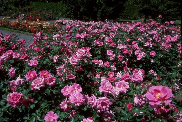 Rosa 'Carefree Beauty'  