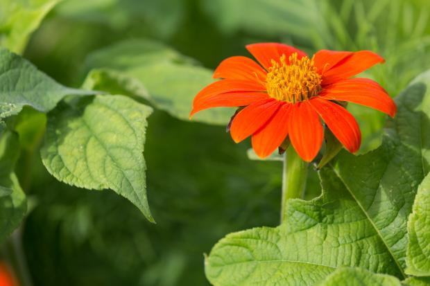 6 - Red sunflower