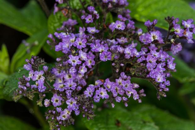 7 - Garden heliotope