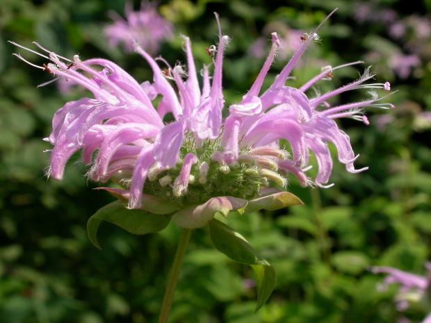 Monarda fistulosa