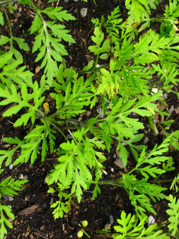 Ragweed (Ambrosia artemisiifolia) - young seedling