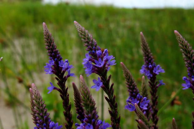 Verbena hastata