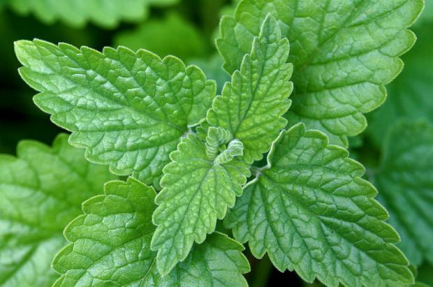 Nepeta cataria