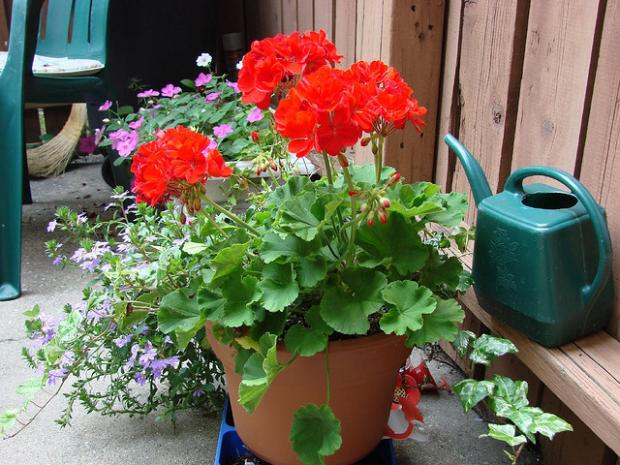 Potted geranium (Pelargonium sp.)
