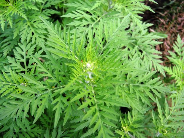 Ragweed (Ambrosia artemisiifolia)